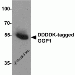 Western blot analysis of 20ng of DDDDK-tagged recombinant GGP1 protein using 1 μg of DDDDK antibody to immunoprecipitate and 1 μg/ml anti-GGP1 antibody to detect.