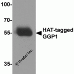 Western blot analysis of 20ng of HAT-tagged recombinant GGP1 protein using 1 μg of HAT antibody to immunoprecipitate and 1 μg/ml anti-GGP1 antibody to detect.