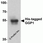 Western blot analysis of 20ng of His-tagged recombinant GGP1 protein using 1 μg of His antibody to immunoprecipitate and 1 μg/ml anti-GGP1 antibody to detect.