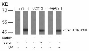 c Jun (phospho Ser243) Antibody
