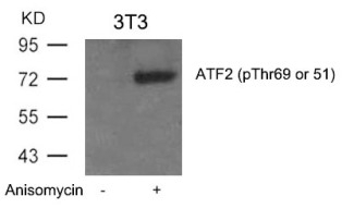 ATF2 (phospho Thr69 / 51) Antibody