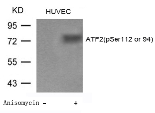 ATF2 (phospho Ser112 / 94) Antibody