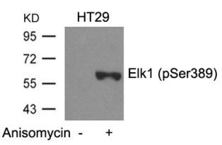Elk1 (phospho Ser389) Antibody