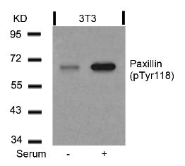 Paxillin (phospho Tyr118) Antibody