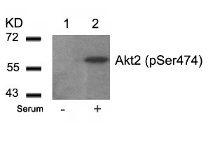Akt2 (phospho Ser474) Antibody