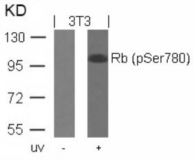 Rb (phospho Ser780) Antibody