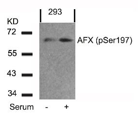 AFX (phospho Ser197) Antibody