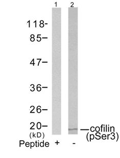 cofilin (phospho Ser3) Antibody