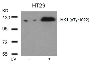 JAK1 (phospho Tyr1022) Antibody