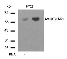 Src (phospho Tyr529) Antibody