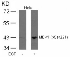 MEK1 (phospho Ser221) Antibody