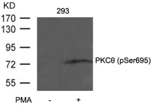 PKCtheta (phospho Ser695) Antibody