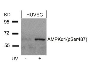 AMPKa1 (phospho Ser487) Antibody