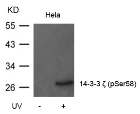 14 3 3 zeta (phospho Ser58) Antibody