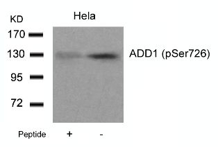 ADD1 (phospho Ser726) Antibody