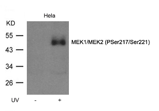MEK1 / MEK2 (phospho Ser217 / Ser221) Antibody