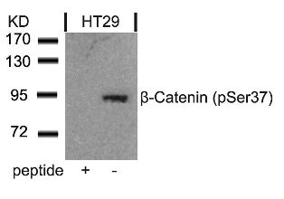 beta Catenin (phospho Ser37) Antibody