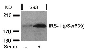 IRS 1 (phospho Ser639) Antibody