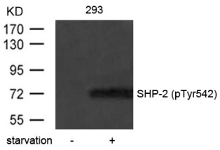 SHP 2 (phospho Tyr542) Antibody