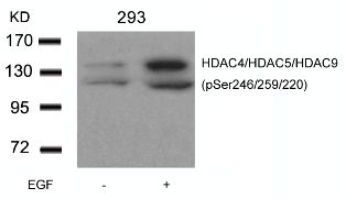 HDAC4 / HDAC5 / HDAC9 (phospho Ser246 / Ser259 / Ser220) Antibody