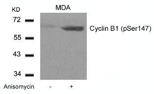 Cyclin B1 (phospho Ser147) Antibody