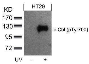 c Cbl (phospho Tyr700) Antibody