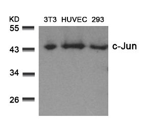 c Jun (Ab 73) Antibody