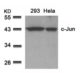 c Jun (Ab 91) Antibody