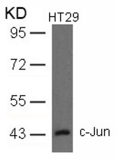 c Jun (Ab 93) Antibody