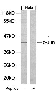 c Jun (Ab 170) Antibody