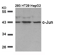 c Jun (Ab 239) Antibody