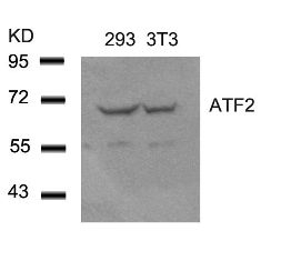 ATF2 (Ab 62 or 44) Antibody