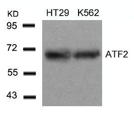 ATF2 (Ab 71 or 53) Antibody