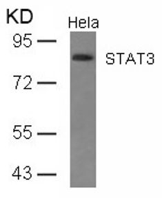 STAT3 (Ab 727) Antibody