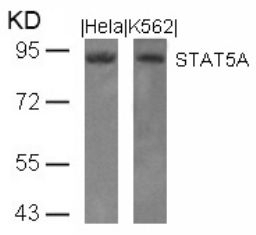STAT5A (Ab 694) Antibody