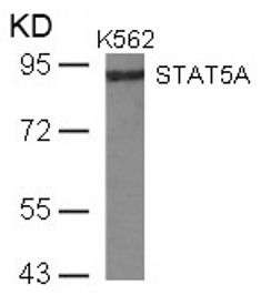 STAT5A (Ab 780) Antibody