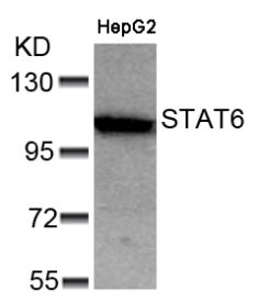 STAT6 (Ab 641) Antibody