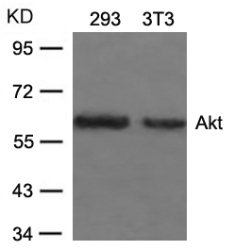 Akt (Ab 473) Antibody
