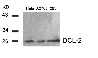 BCL 2 (Ab 56) Antibody