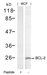 BCL 2 (Ab 70) Antibody
