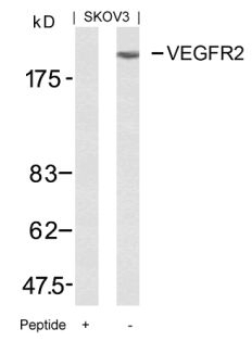 VEGFR2 (Ab 951) Antibody