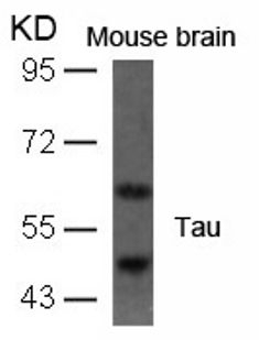 Tau (Ab 396) Antibody