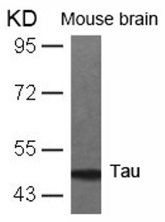 Tau (Ab 231) Antibody