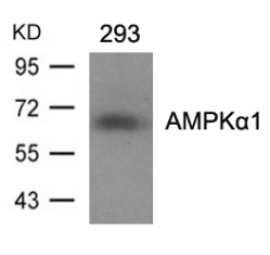 AMPKa1 (Ab 487) Antibody