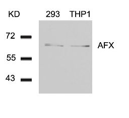 AFX (Ab 197) Antibody