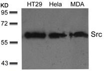 Src (Ab 529) Antibody