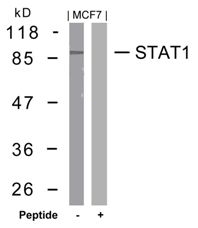 STAT1 (Ab 727) Antibody