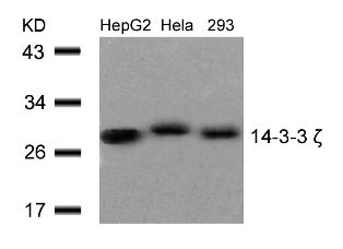 14 3 3 zeta (Ab 58) Antibody