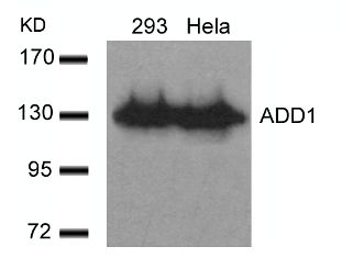 ADD1 (Ab 726) Antibody