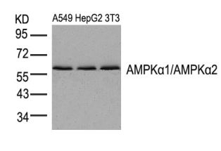 AMPKa1 / AMPKa2 (Ab 174 / 172) Antibody